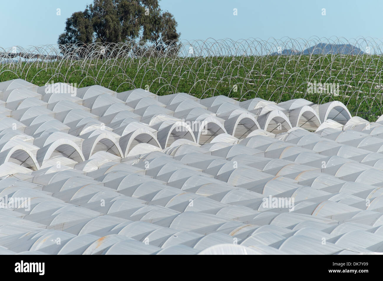 United States, California, Santa Maria, intensive market farming Stock Photo