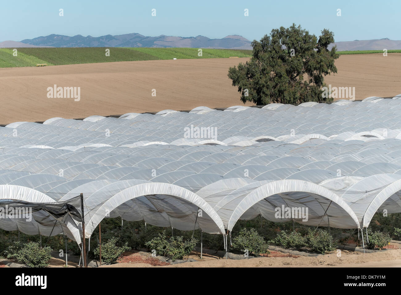 United States, California, Santa Maria, intensive market farming, blue berries Stock Photo