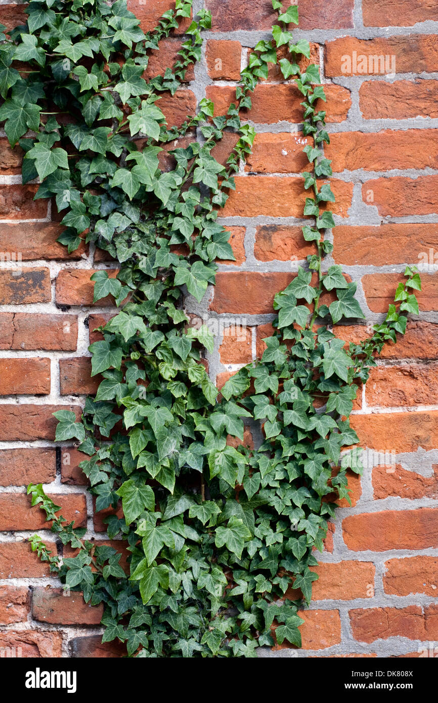 Ivy growing attractively on a wall of soft red Suffolk bricks Stock