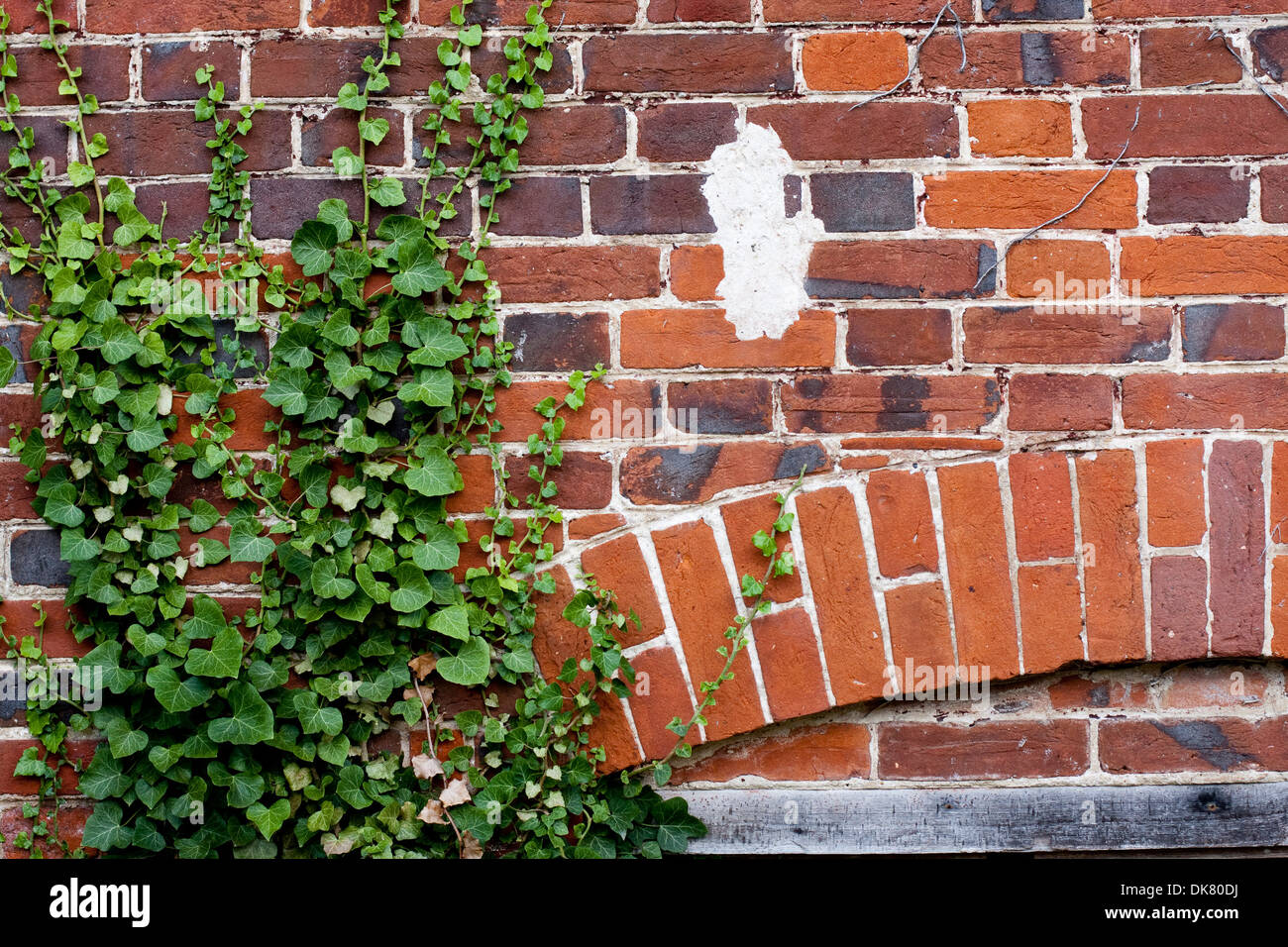 Ivy growing attractively on a wall of soft red Suffolk bricks Stock