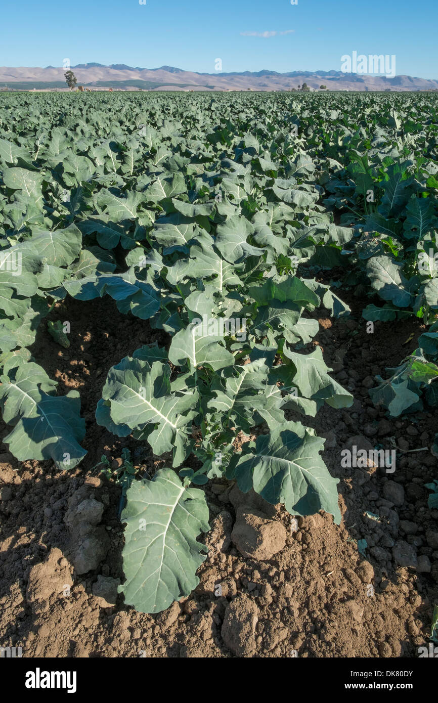 United States, California, Santa Maria, broccoli plants Stock Photo Alamy