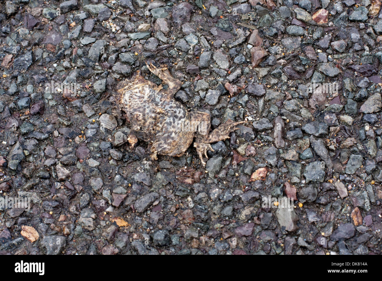 Flattened on it's back frog on a tarmacked road Stock Photo