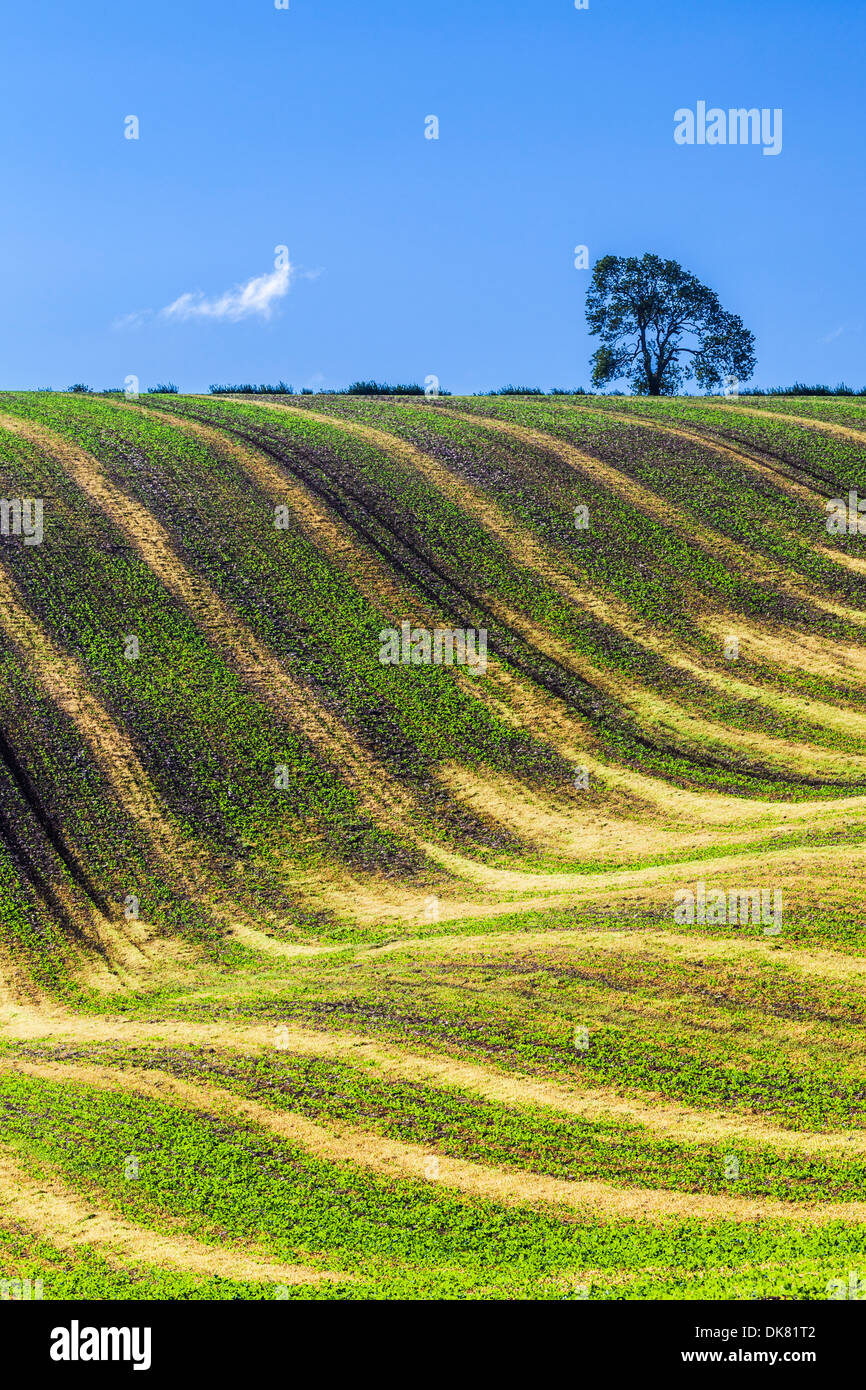A simple image of undulating patterns created by young crops and furrows in a ploughed field in Wiltshire, UK. Stock Photo