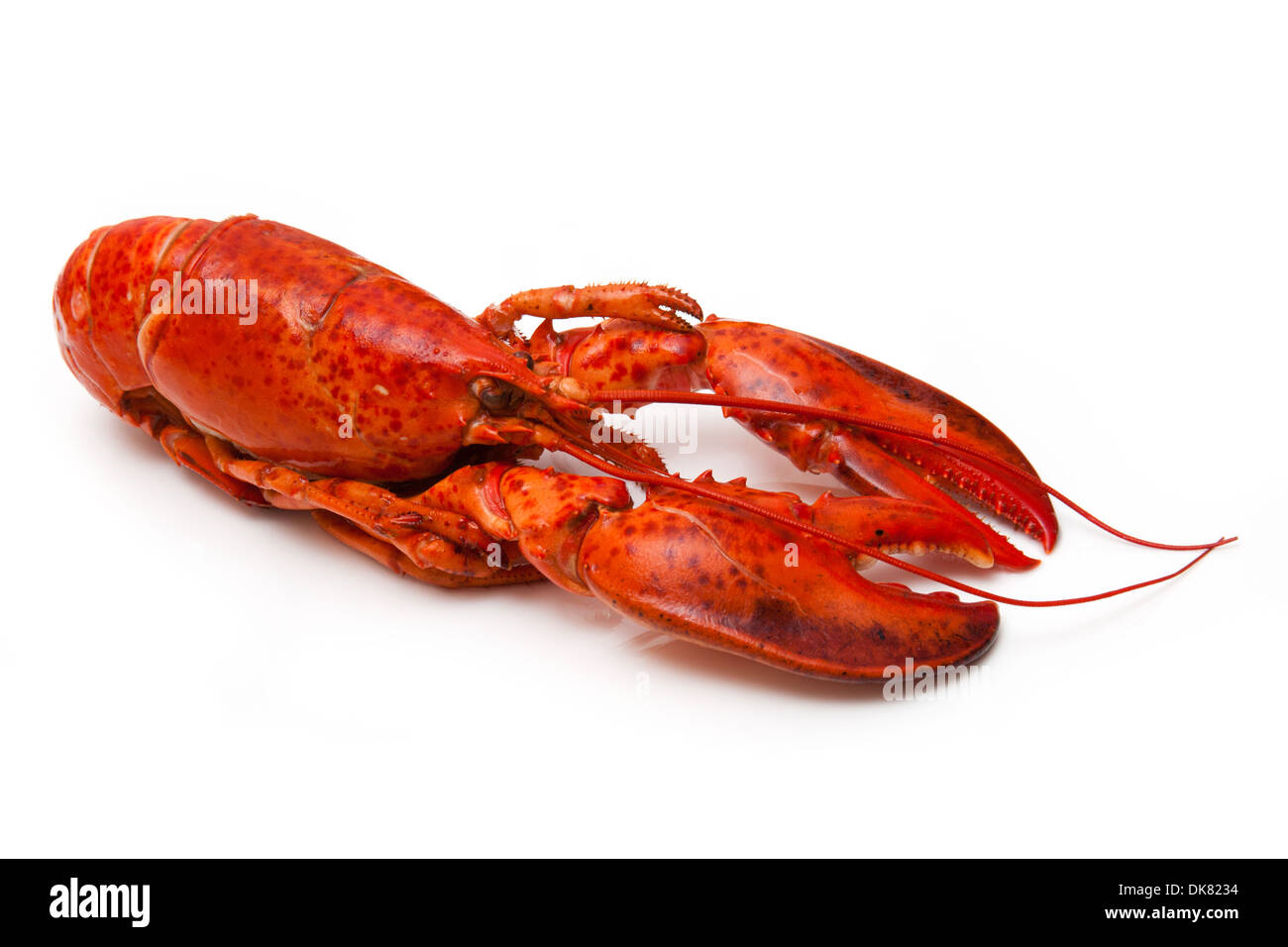 Cooked Canadian red lobster (Homarus Americanus) isolated on a white studio Background. Stock Photo