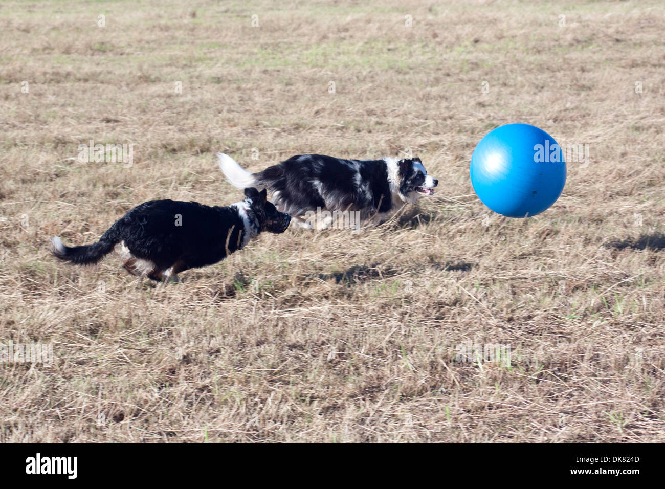 treibball action: two border collies chasing blue gym ball Stock Photo