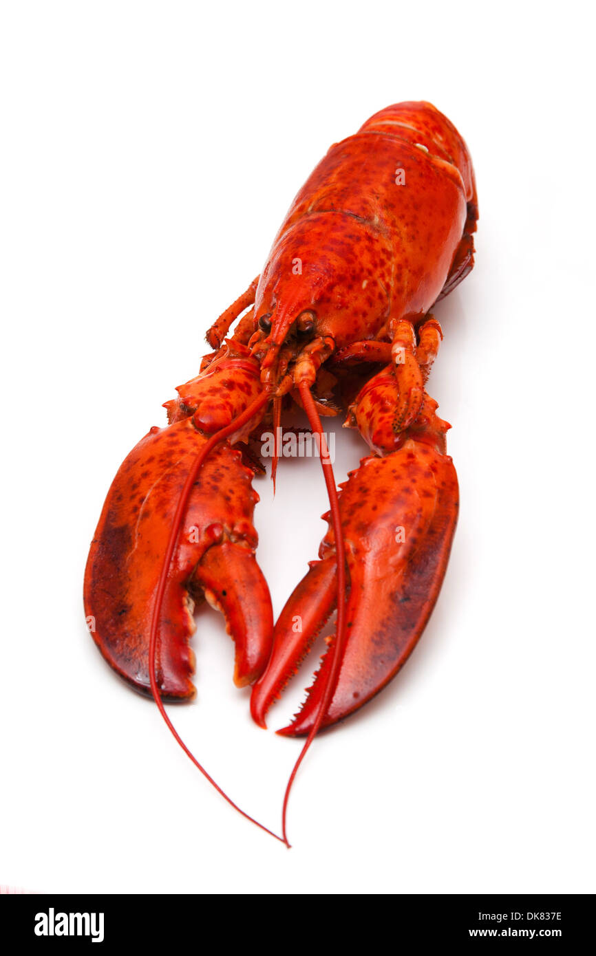 Cooked Canadian red lobster (Homarus Americanus) isolated on a white studio Background. Stock Photo