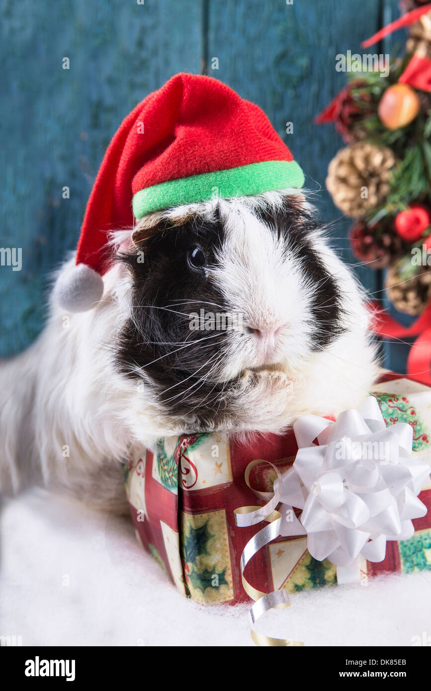 Cute guinea pig with gift wearing a Christmas Santa Hat Stock Photo Alamy