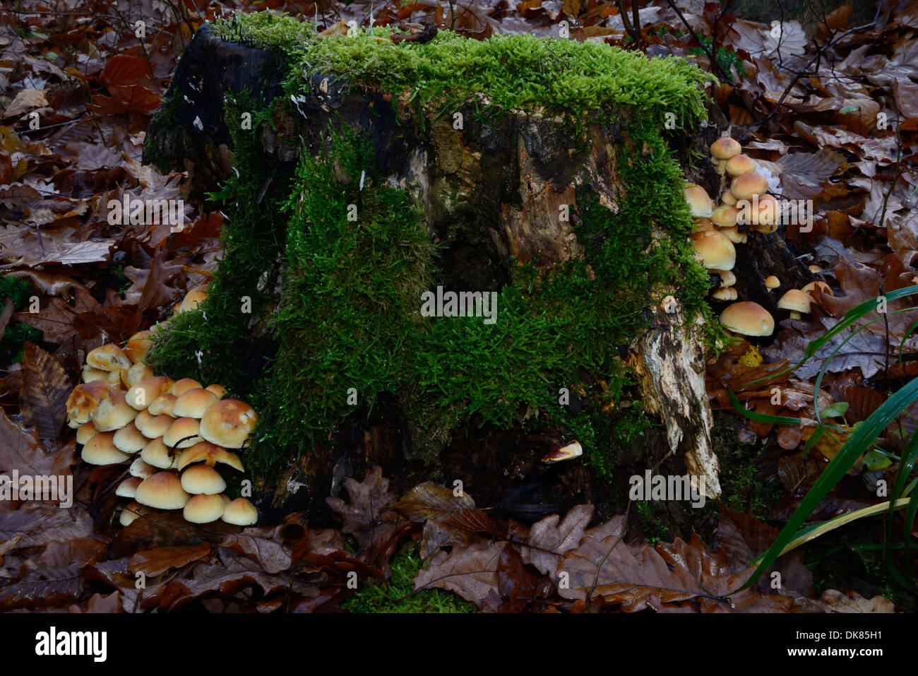 Mushrooms growing on a stump Stock Photo - Alamy