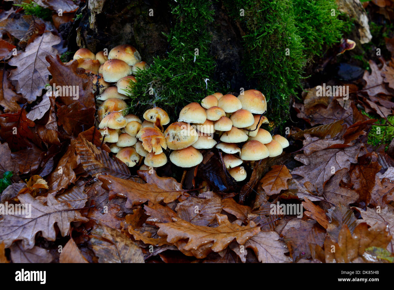 Mushrooms growing on a stump Stock Photo Alamy