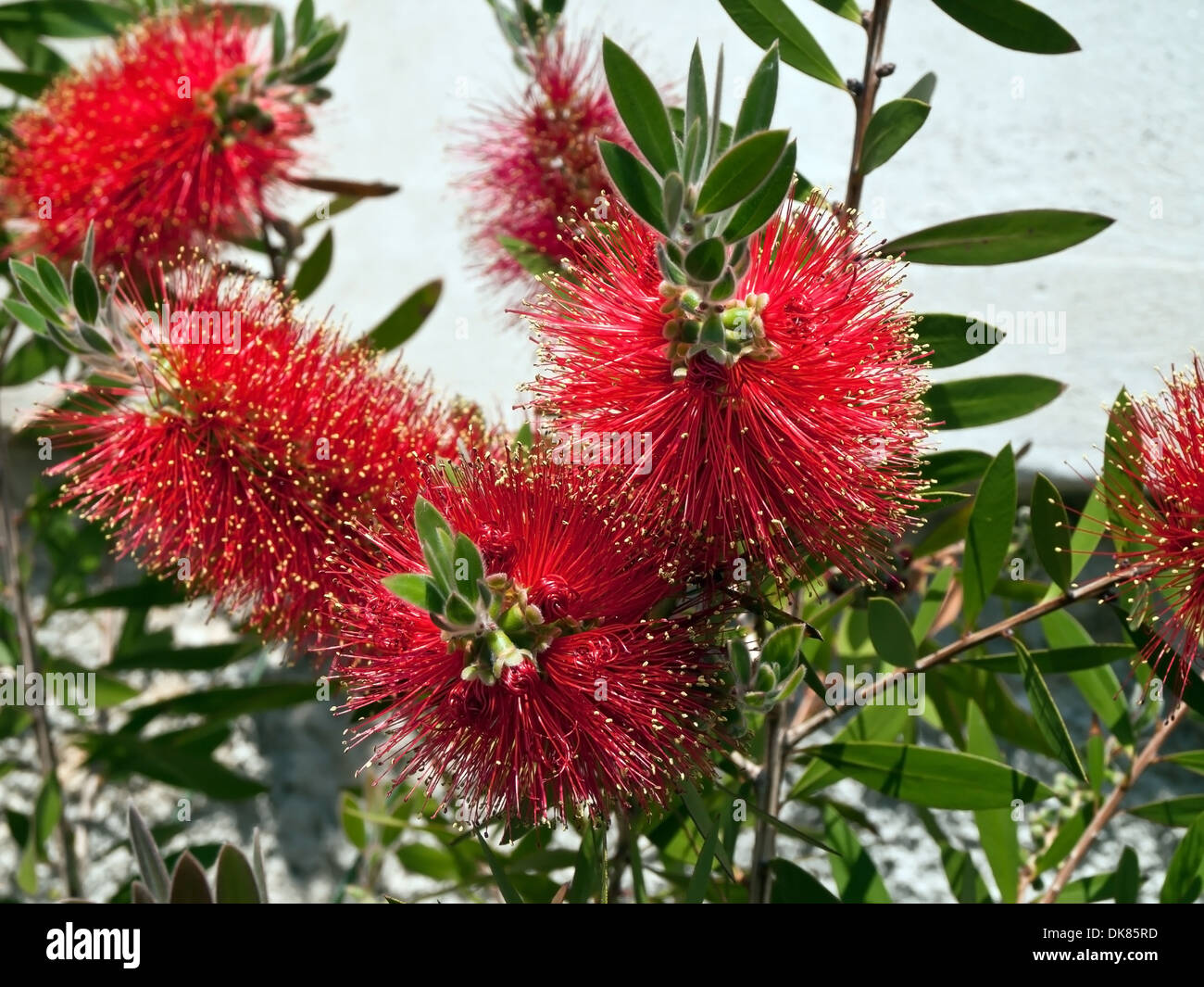callistemon - bottle-brush tree and flowers Stock Photo
