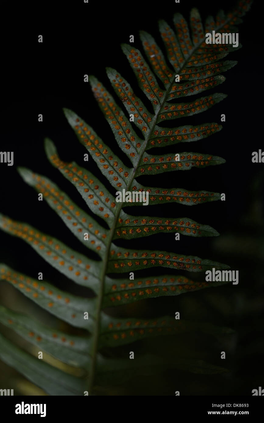A fern with its spores Stock Photo