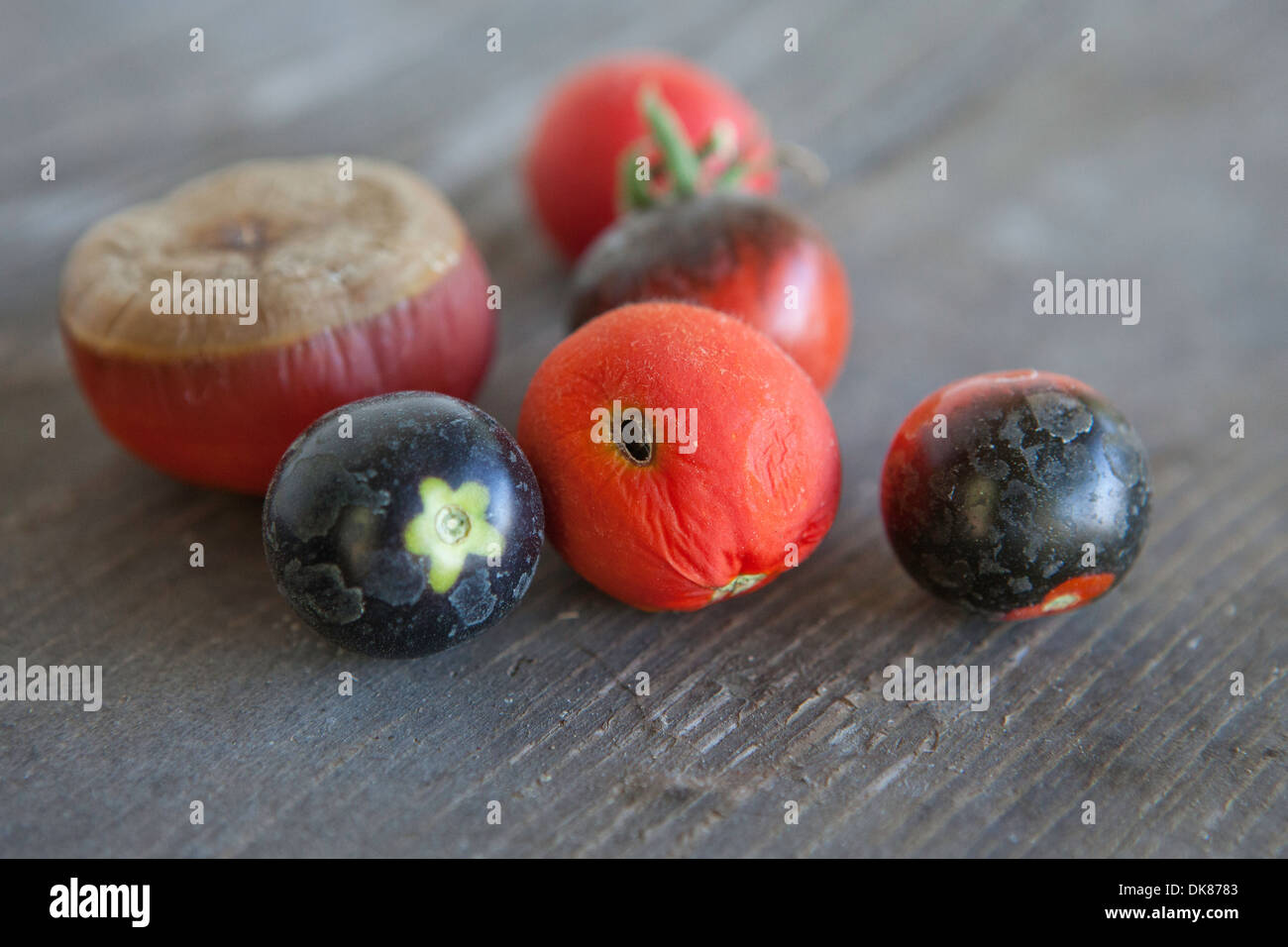 imperfect heirloom tomatoes, demonstrating common pitfalls and side effects of organic gardening Stock Photo