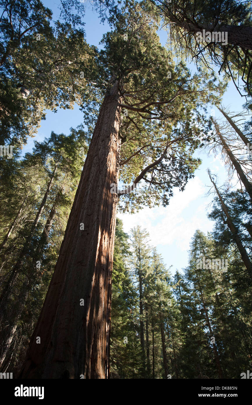 Giant sequoia tree branches hi-res stock photography and images - Alamy