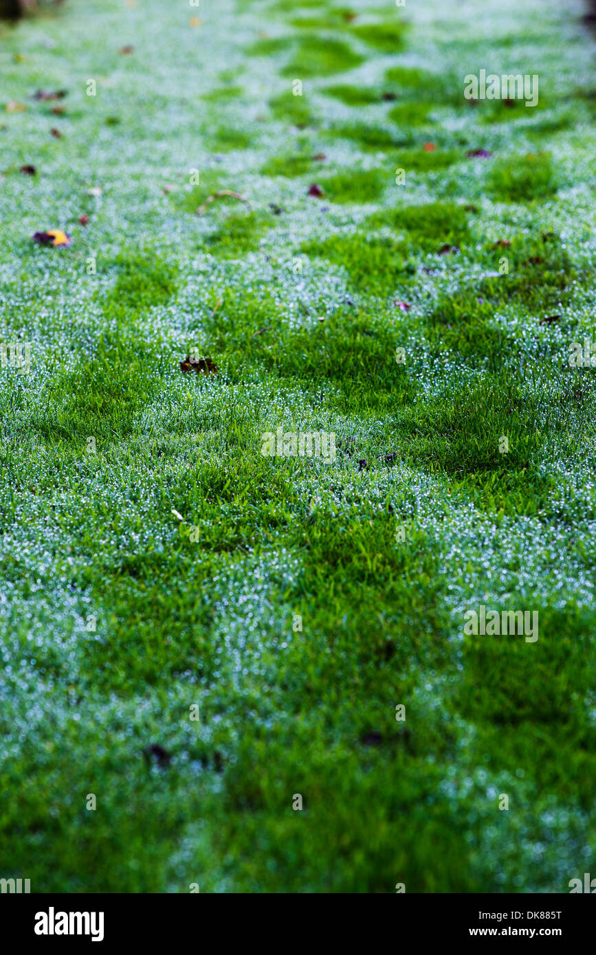 Footprints on dew covered grass Stock Photo