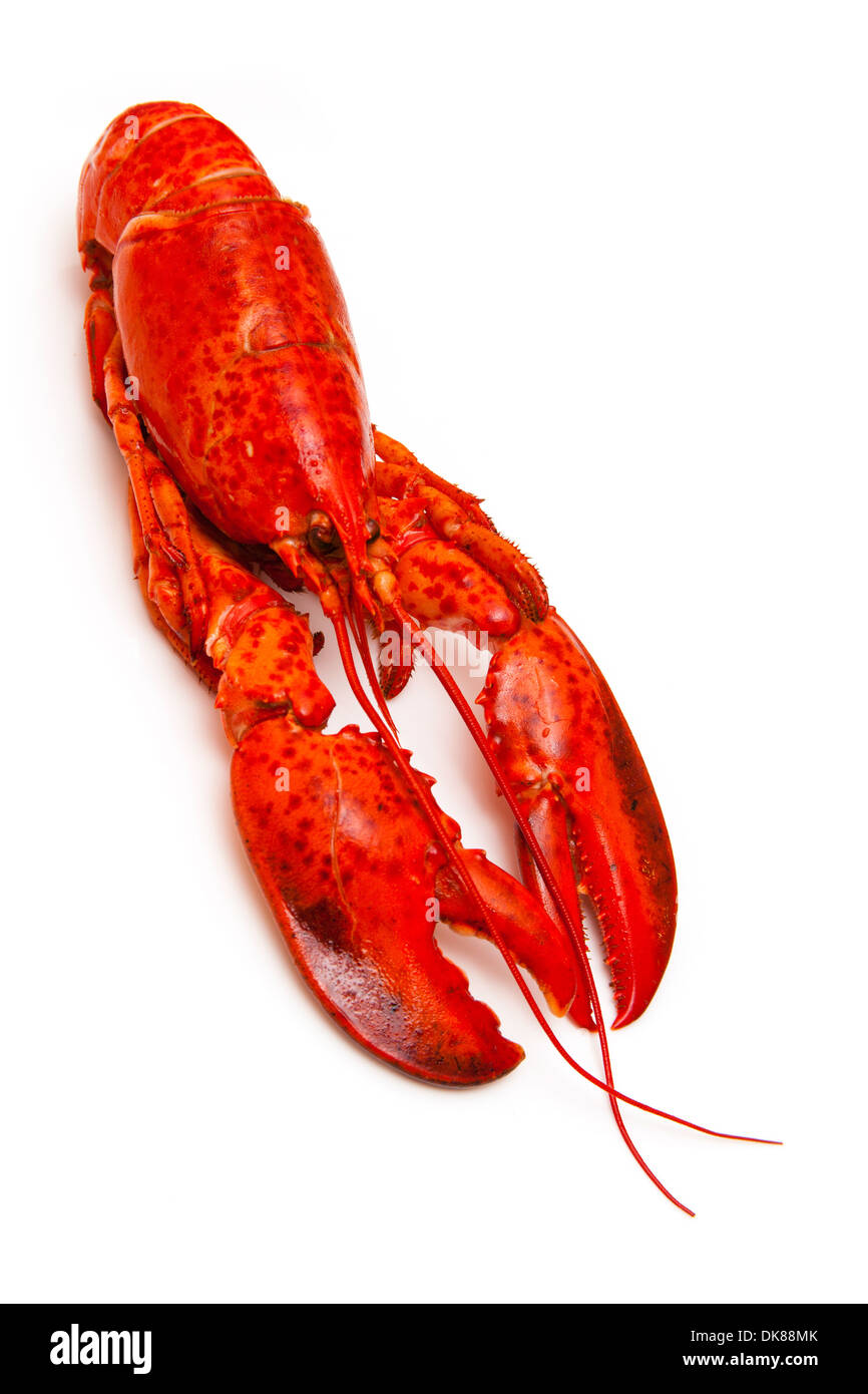 Cooked Canadian red lobster (Homarus Americanus) isolated on a white studio Background. Stock Photo