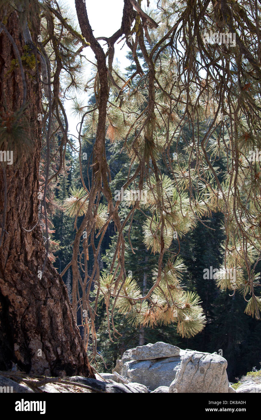 Drooping pine tree hires stock photography and images Alamy