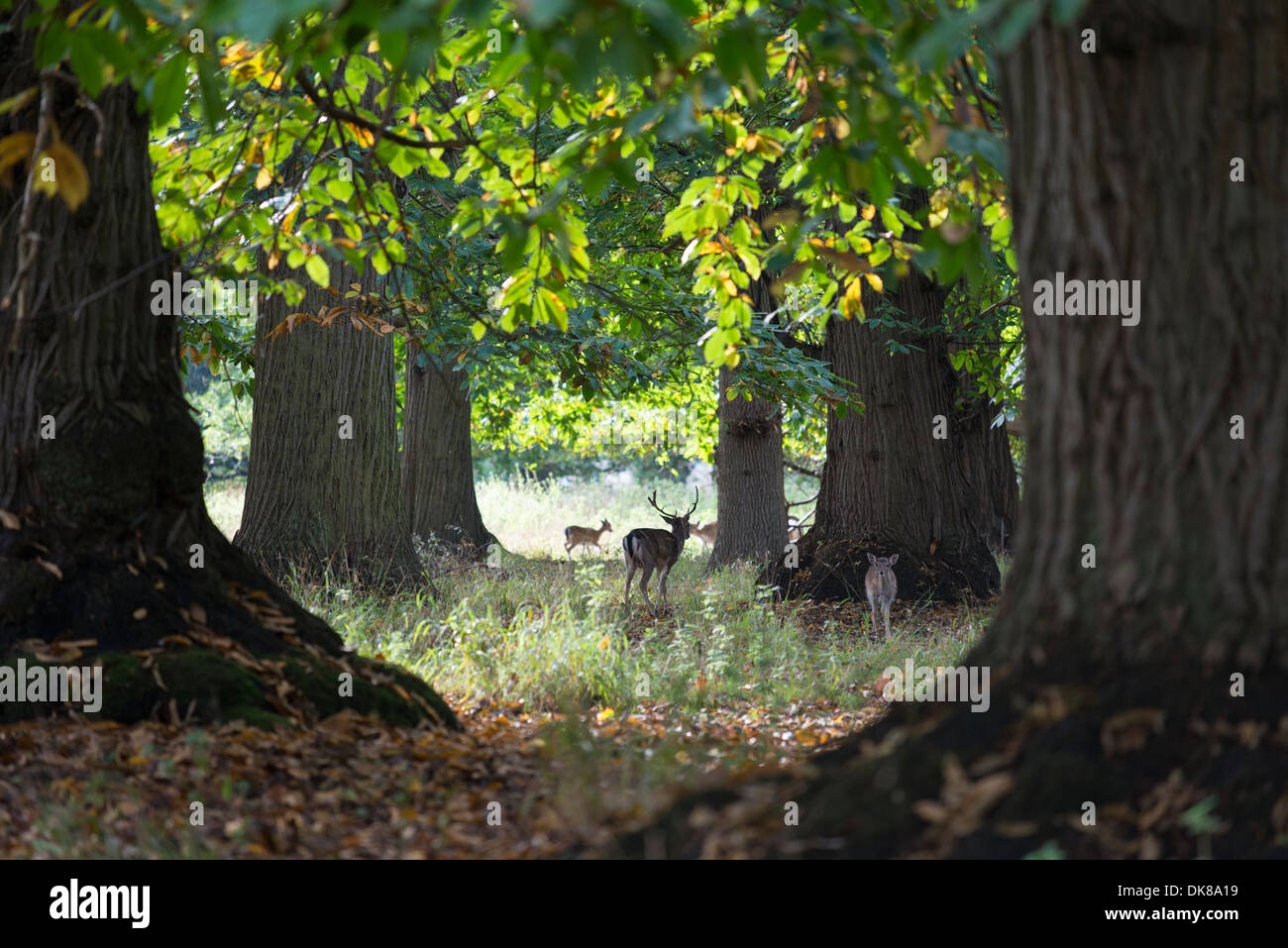 Sweet chestnut (Castanea sativa) mature trees in parkland with Fallow deer, (dama dama) Stock Photo