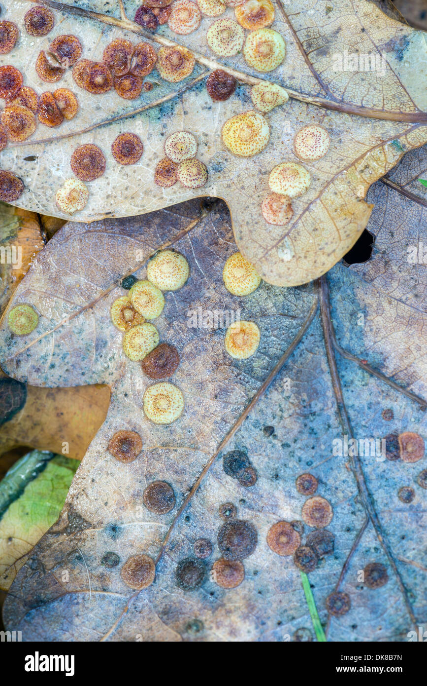 Spangle Gall on fallen Oak leaves Stock Photo