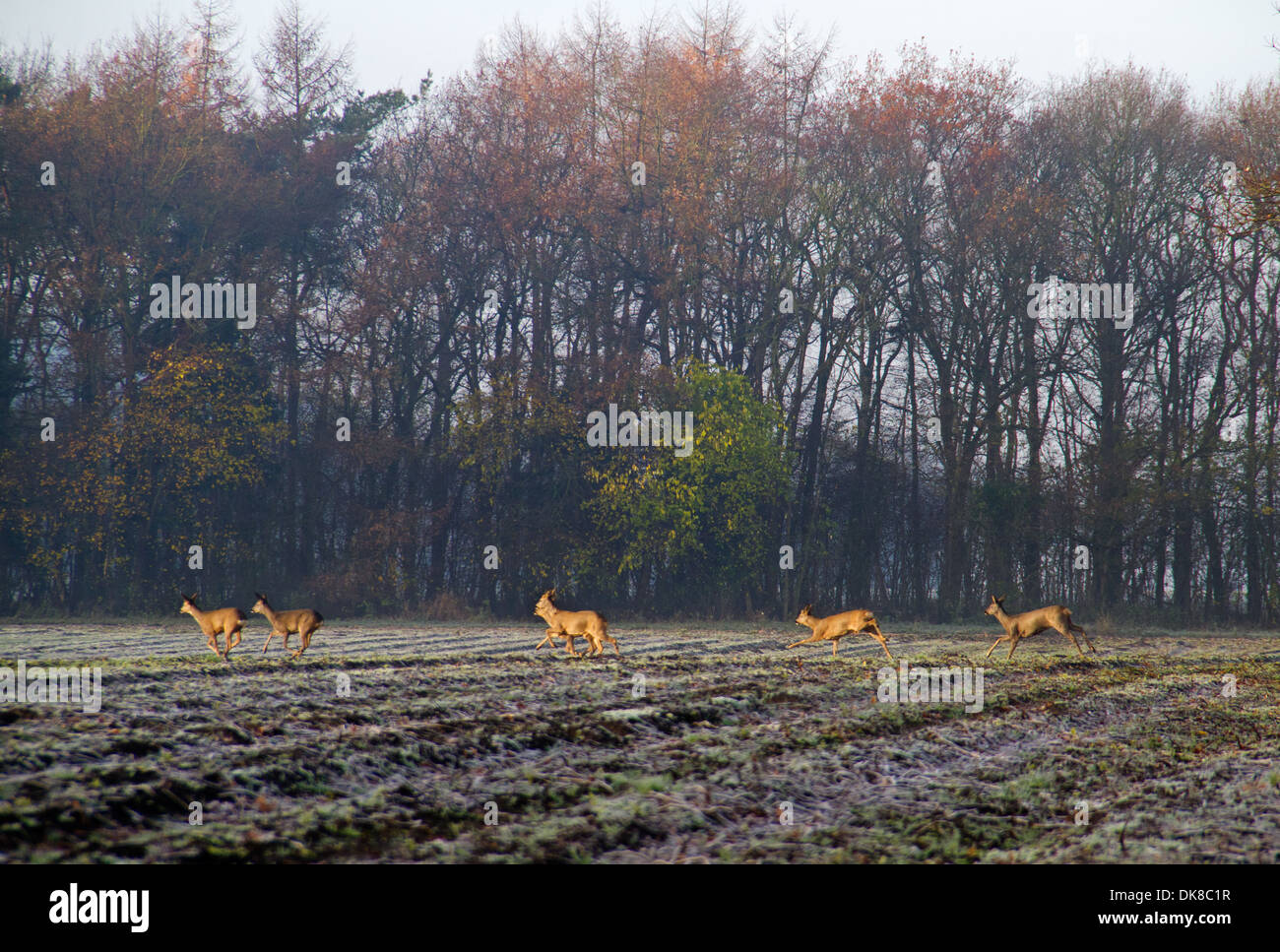Group roe deer running on hi-res stock photography and images - Alamy