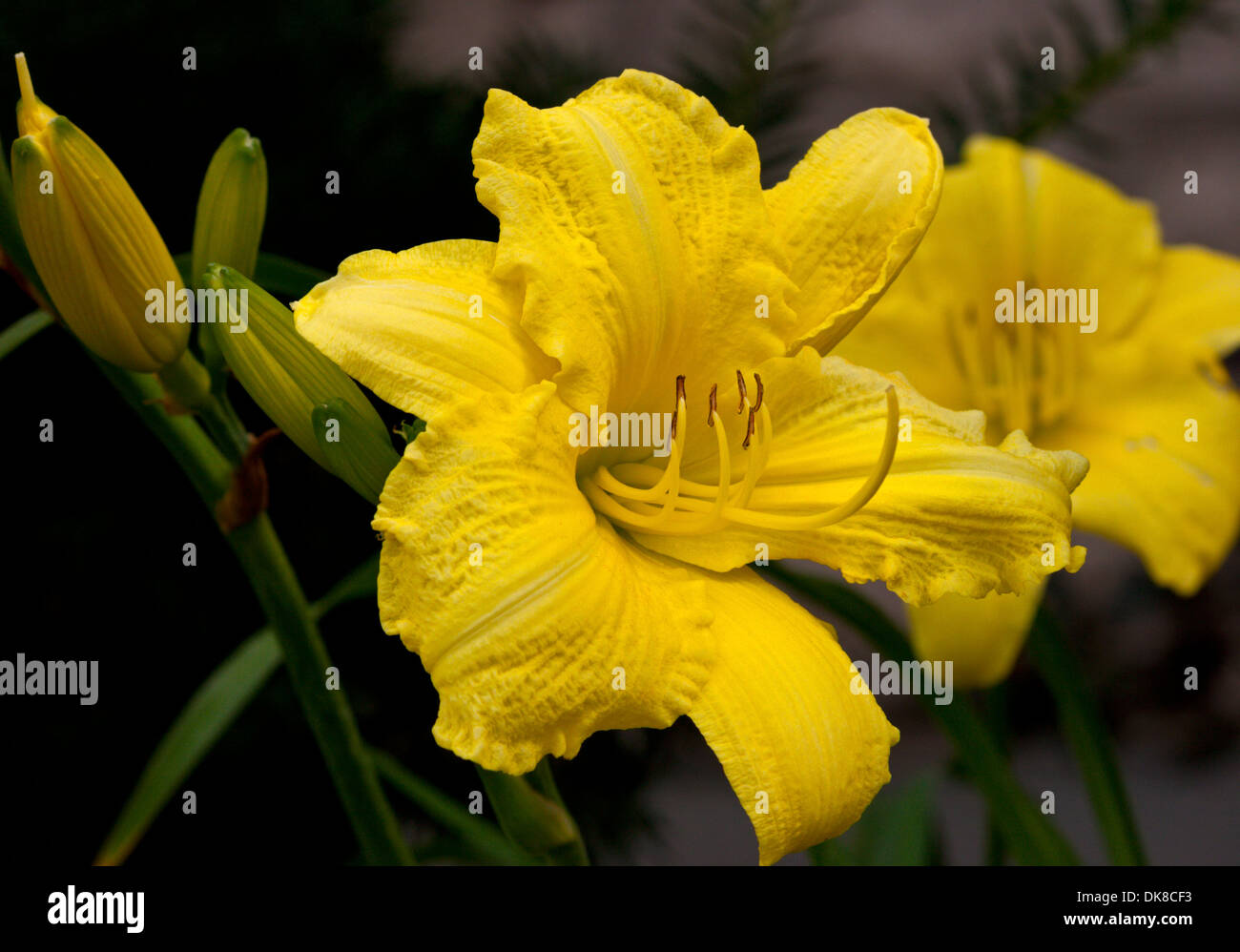 bright yellow flower day lily Stock Photo