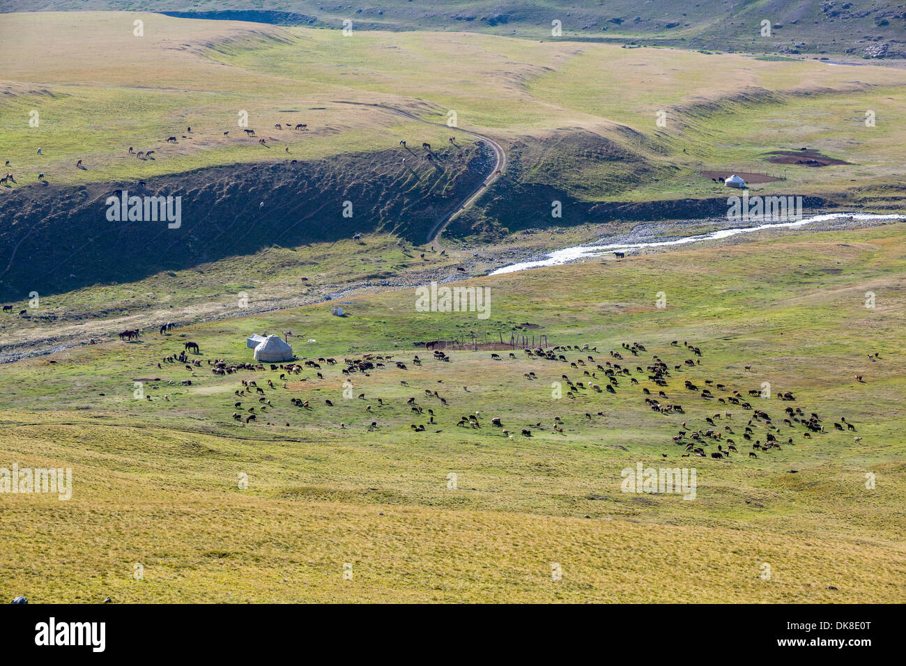 Livestock pasturing near yurt Stock Photo