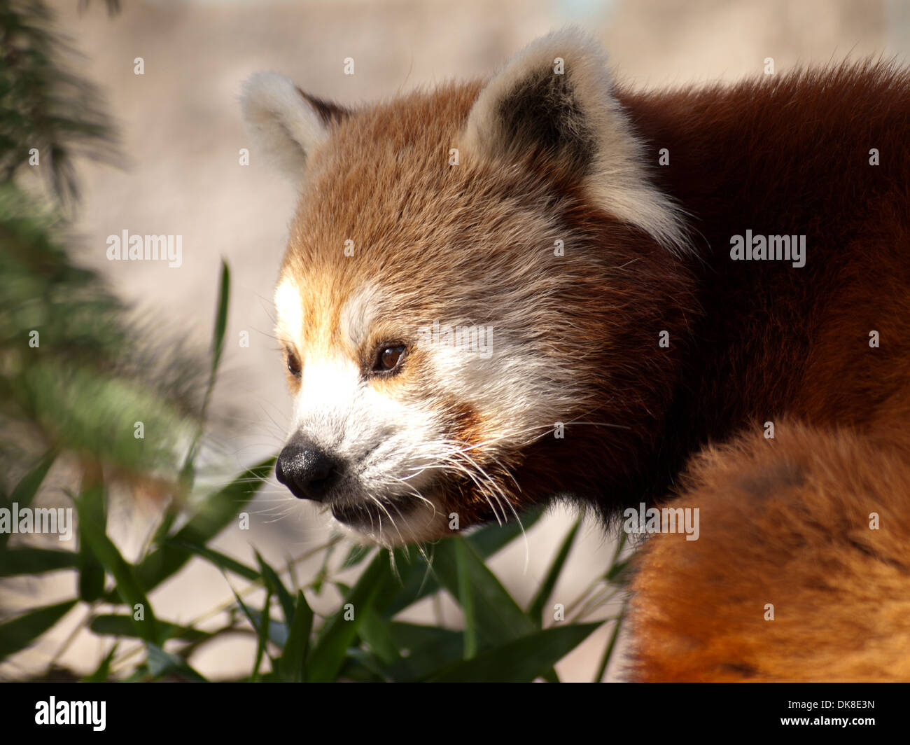 red panda, Ailurus Fulgens, Stock Photo