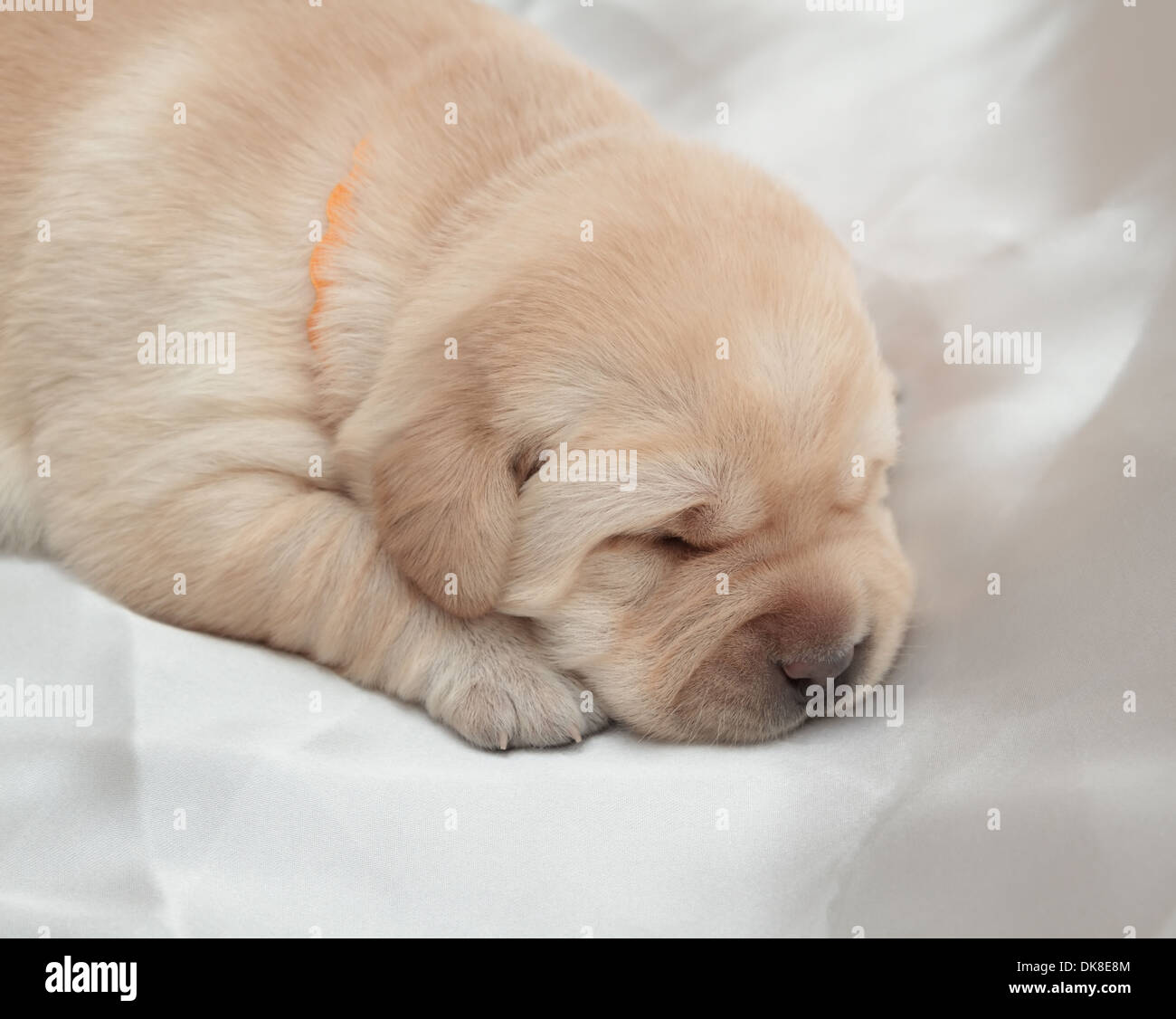 labrador retriever puppy (one week old) Stock Photo