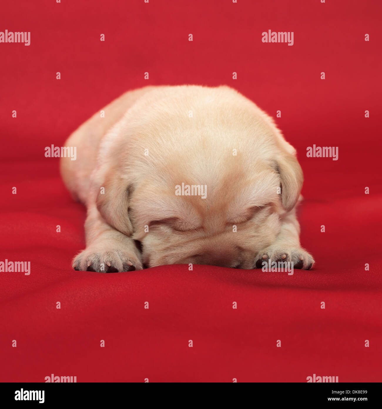 labrador retriever puppy (one week old) Stock Photo