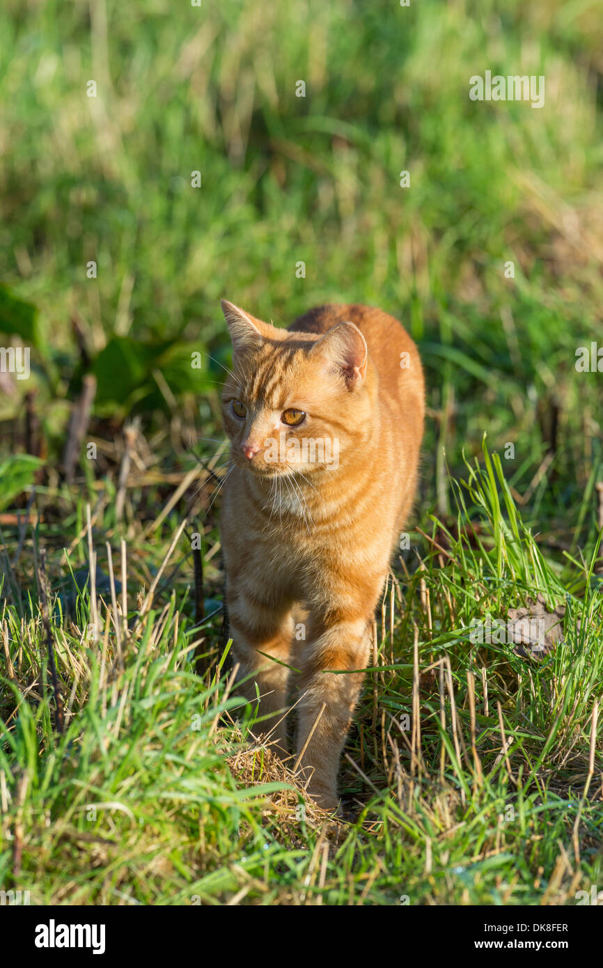 Juvenile Ginger tom cat Stock Photo Alamy