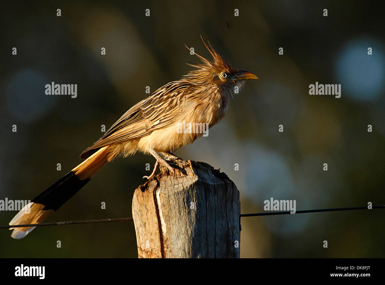 Anum hi-res stock photography and images - Alamy