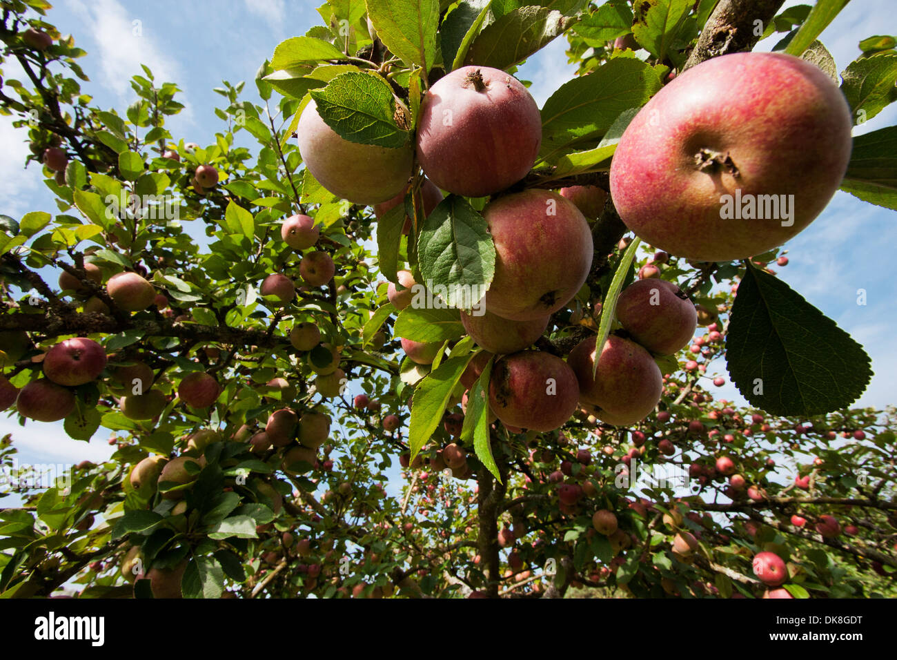 Close-up of apples of an old apple breed in the abbey orchard Stock ...