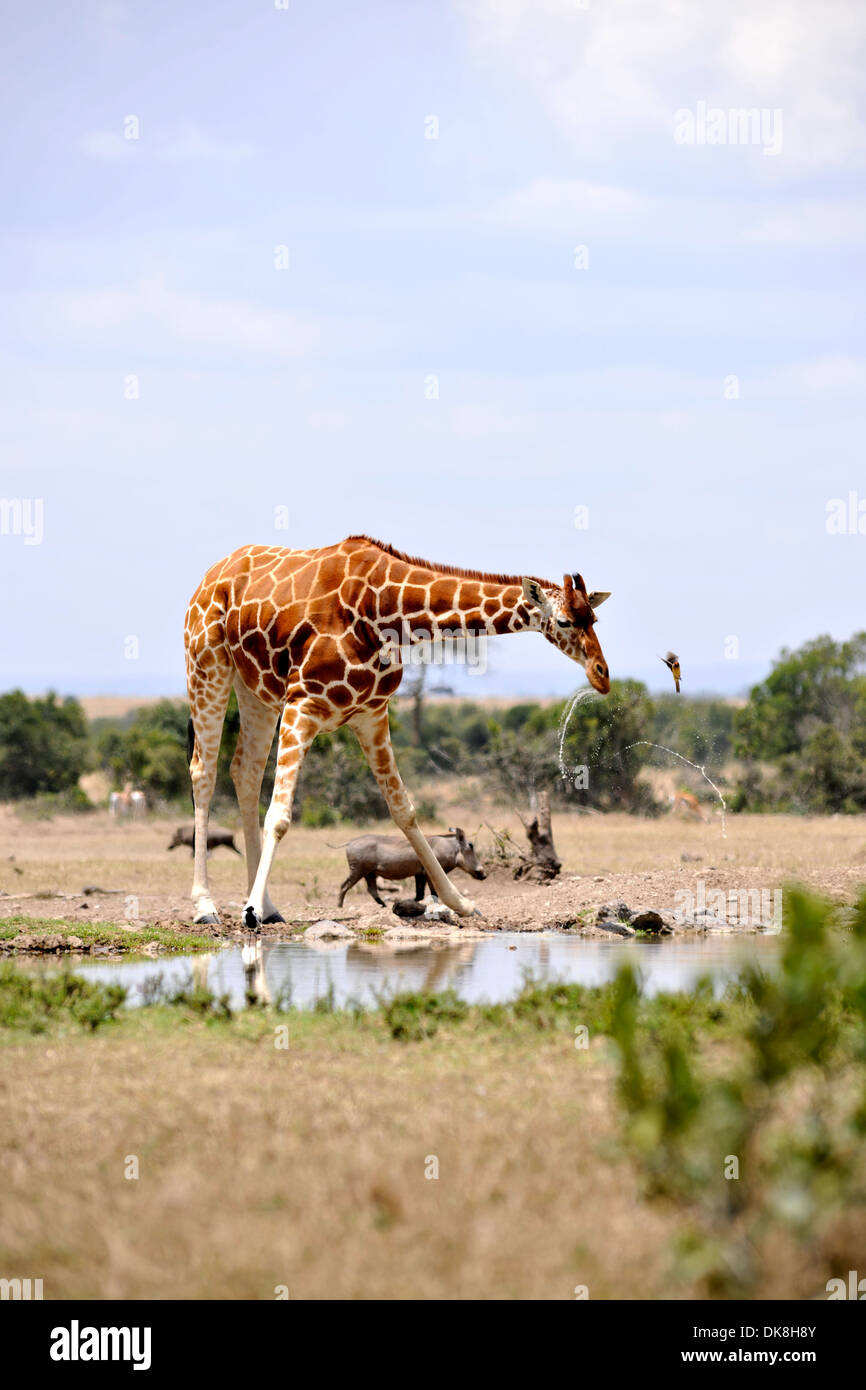 giraffe in tsavo national park of kenya Stock Photo