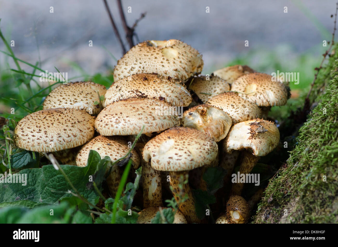 A tight bunch of mushrooms at the foot of a tree by Grasmere, Cumbria, England Stock Photo