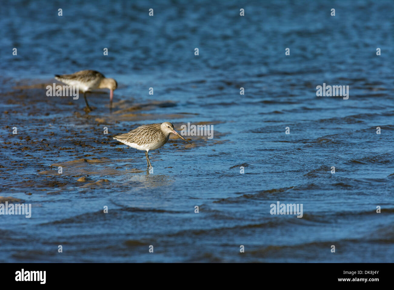 bar tailed Godwit, Limosa lapponica, feeding on an incoming tide, November, England Stock Photo