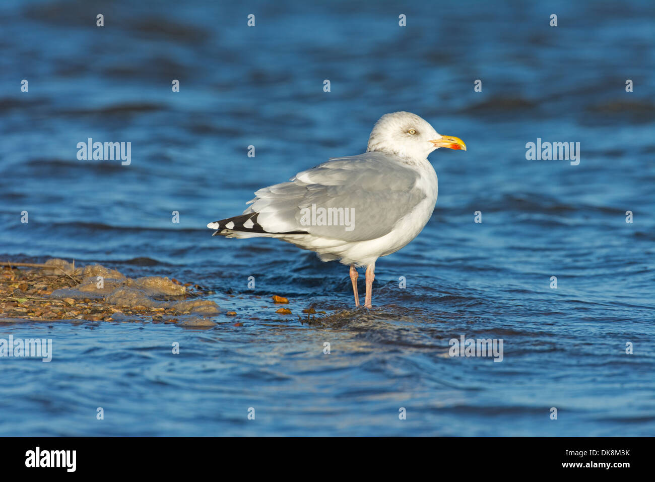 Herring Gull, Larus argentatus, adult in winter plumage, November, England Stock Photo