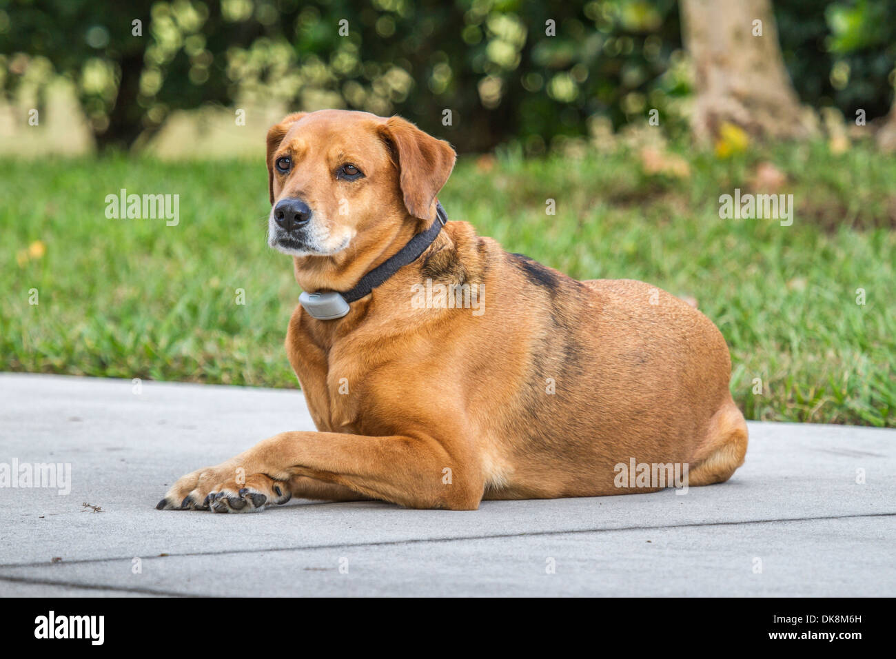Pet dog with invisible fence collar lying on sidewalk in residential area of Green Cove Springs, Florida Stock Photo