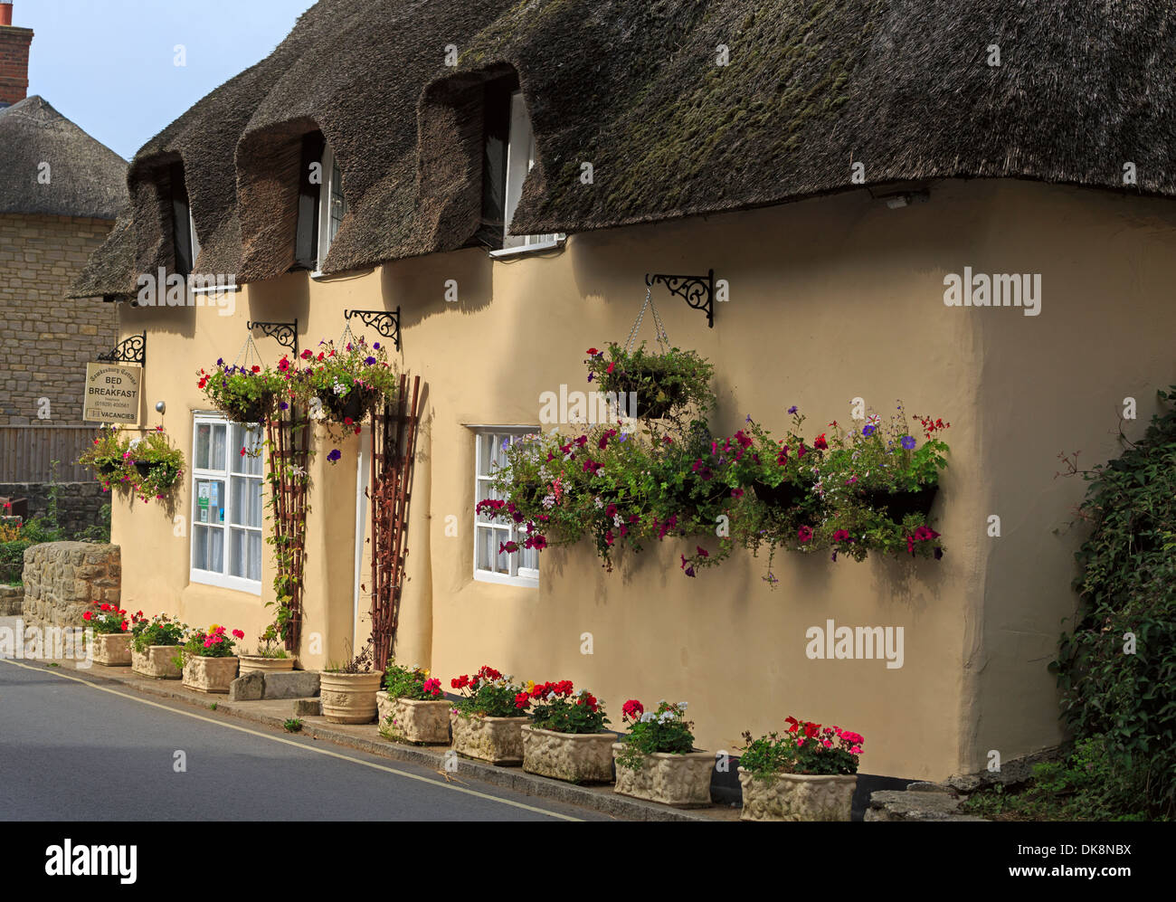 Pretty flowers outside a thatched roof cottage in West Lulworth, Dorset Stock Photo