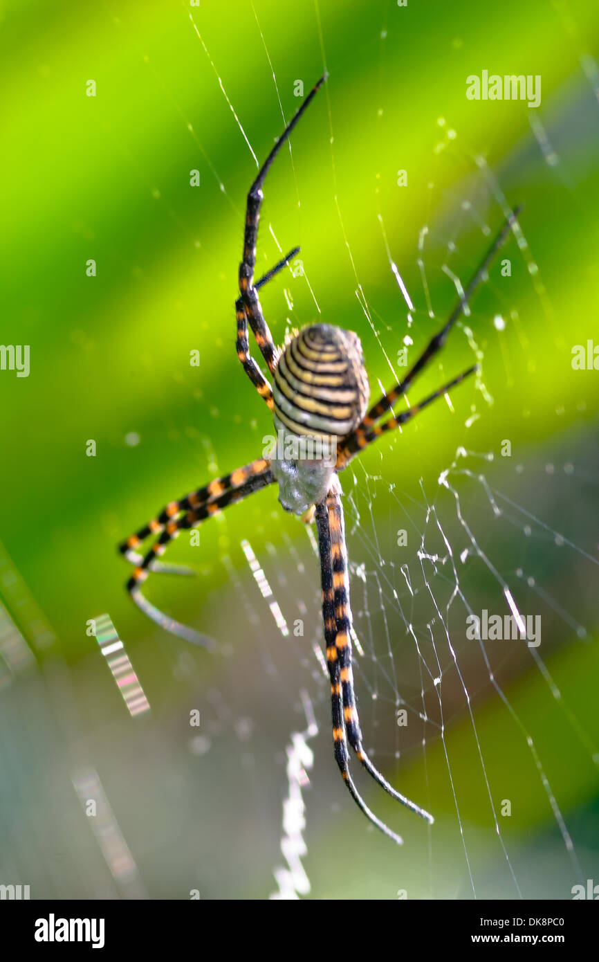 striped-leg-spider-hi-res-stock-photography-and-images-alamy