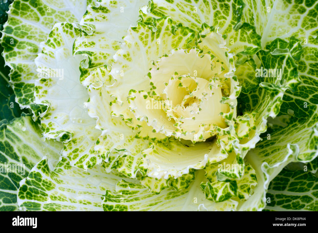 Mottled leaves hi-res stock photography and images - Alamy