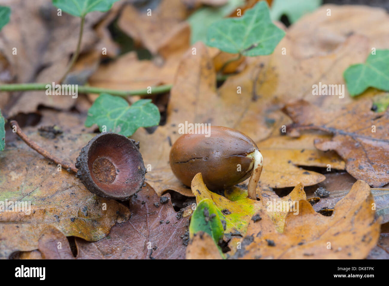 English Oak, Quercus robur, acorn germinaring on woodland floor, Norfolk, England, Novemeber Stock Photo