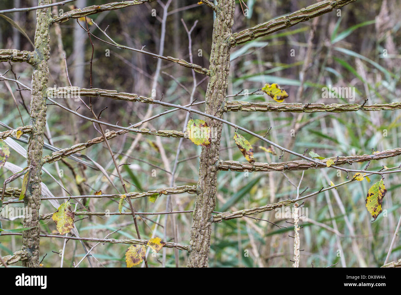 English Elm, Ulmus procera, bark characteristics on saplings, Norfolk, England, November Stock Photo