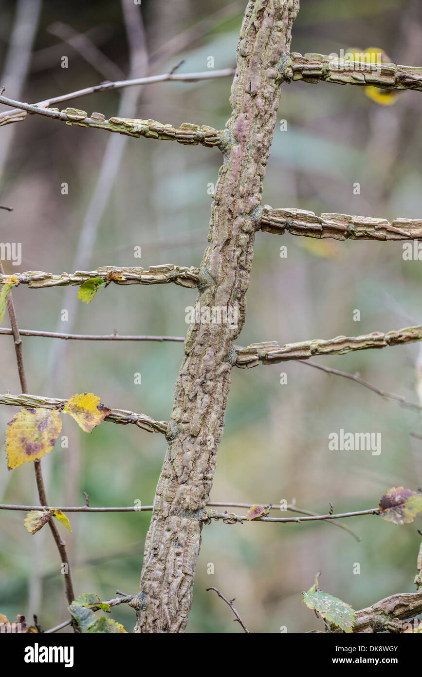 English Elm, Ulmus procera, bark characteristics on saplings, Norfolk, England, November Stock Photo