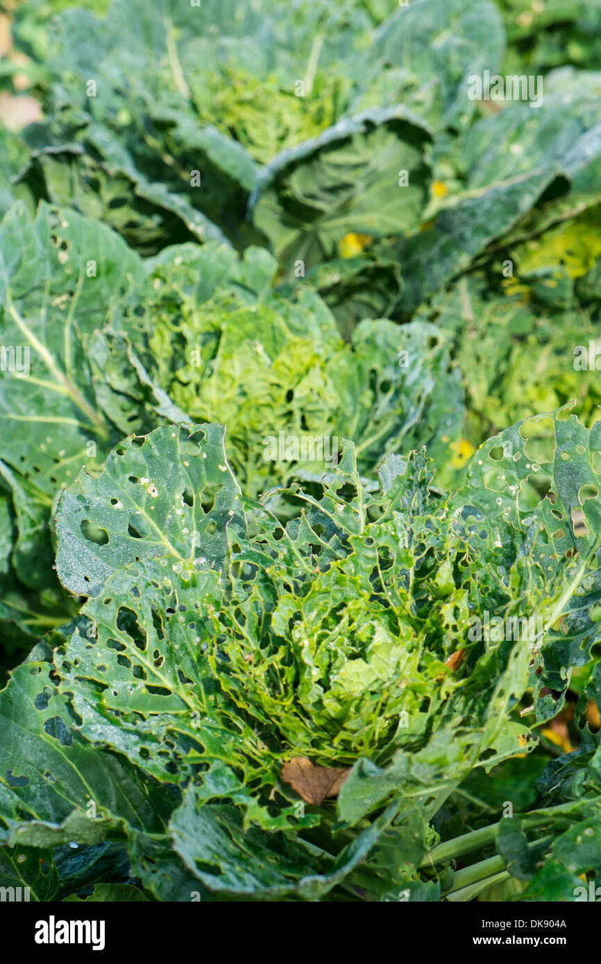 Garden brussel sprout plants showing leaf damage by cabbage white butterfly caterpillars Stock Photo