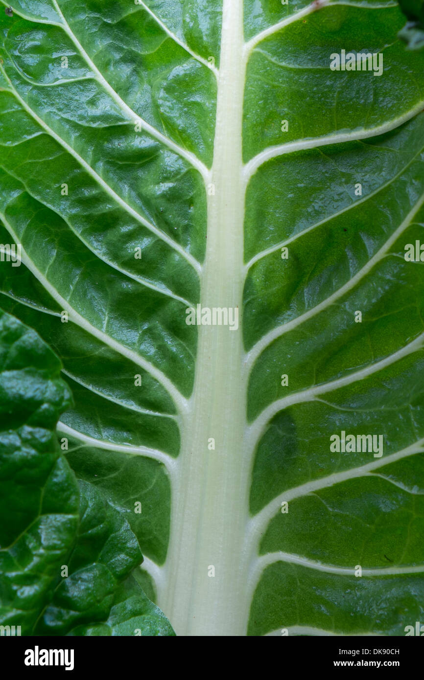 Swiss Chard, Beta vulgaris, showing leaf structure. Stock Photo