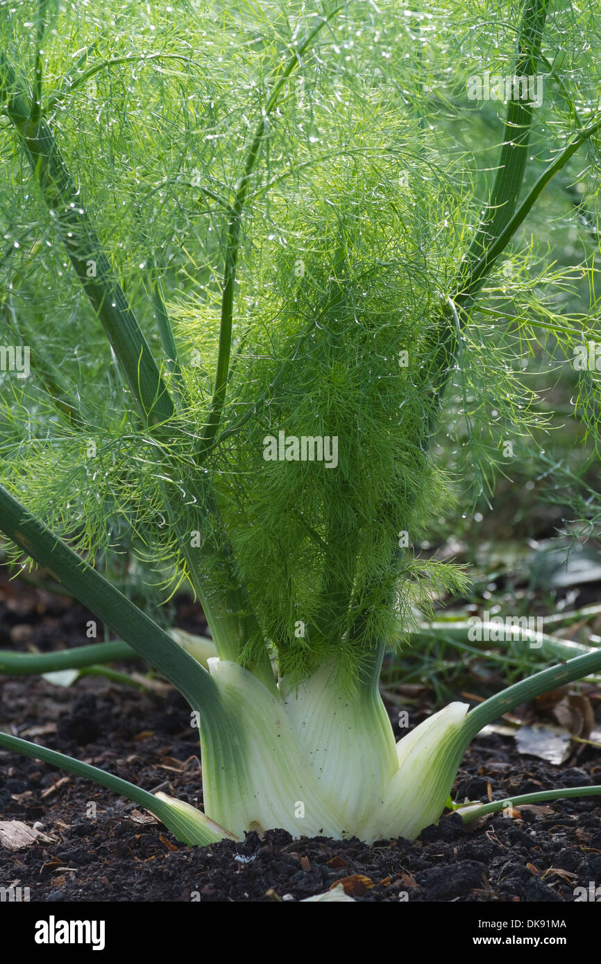 Florence fennel, bulb ready for harvest. Stock Photo