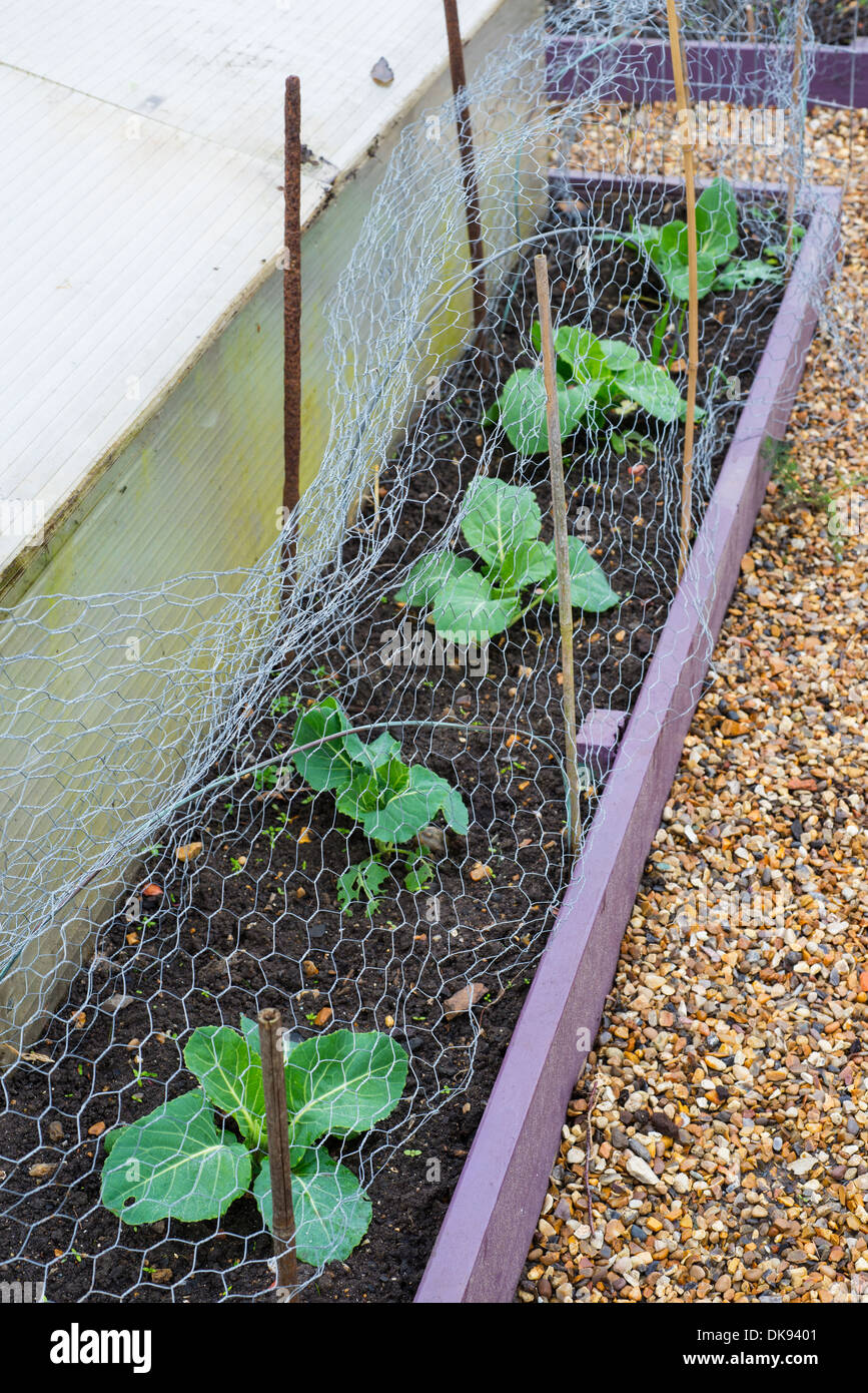 Cabbage netting hires stock photography and images Alamy