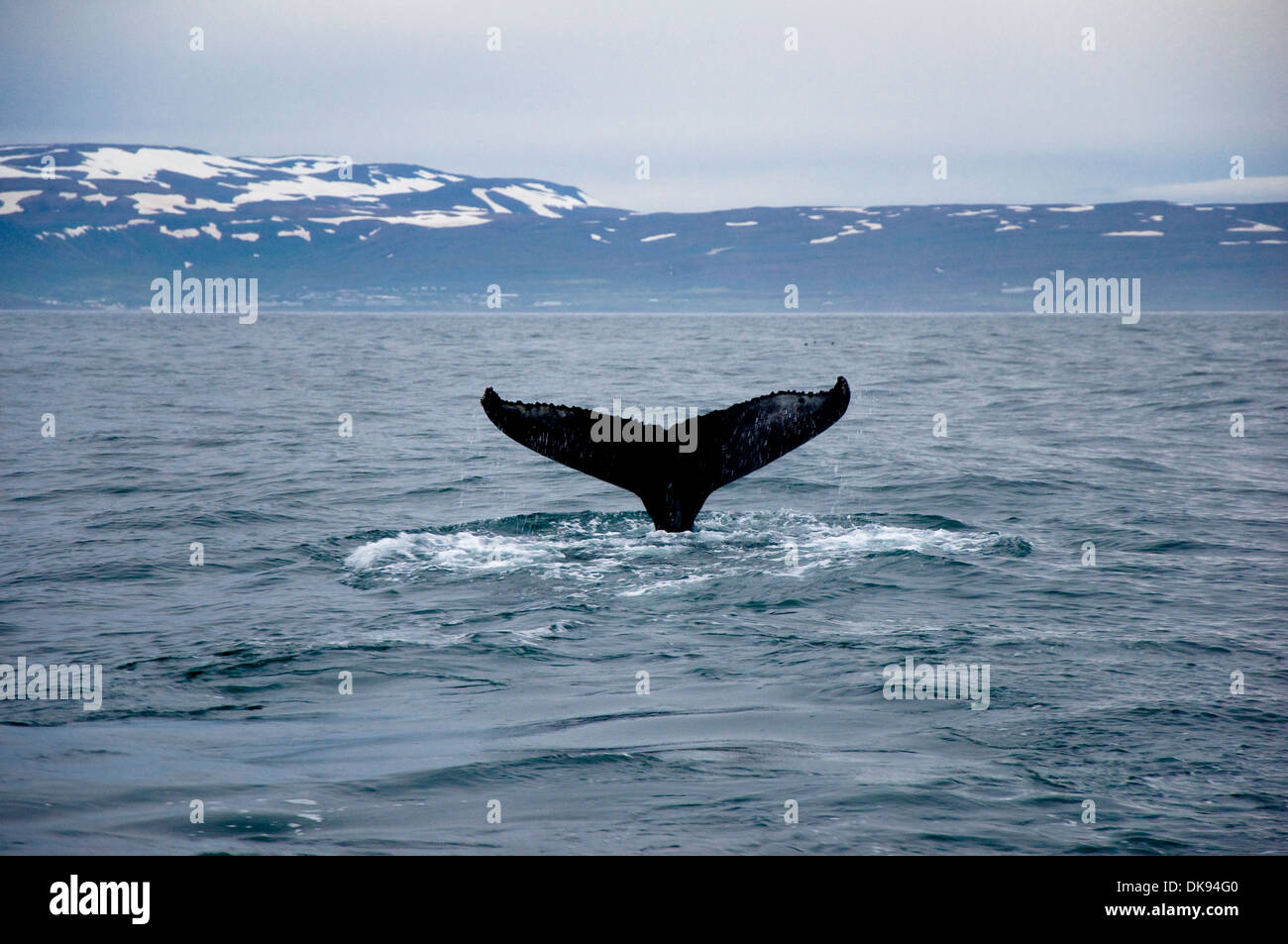 Humpback whale, Husavik, Iceland Stock Photo