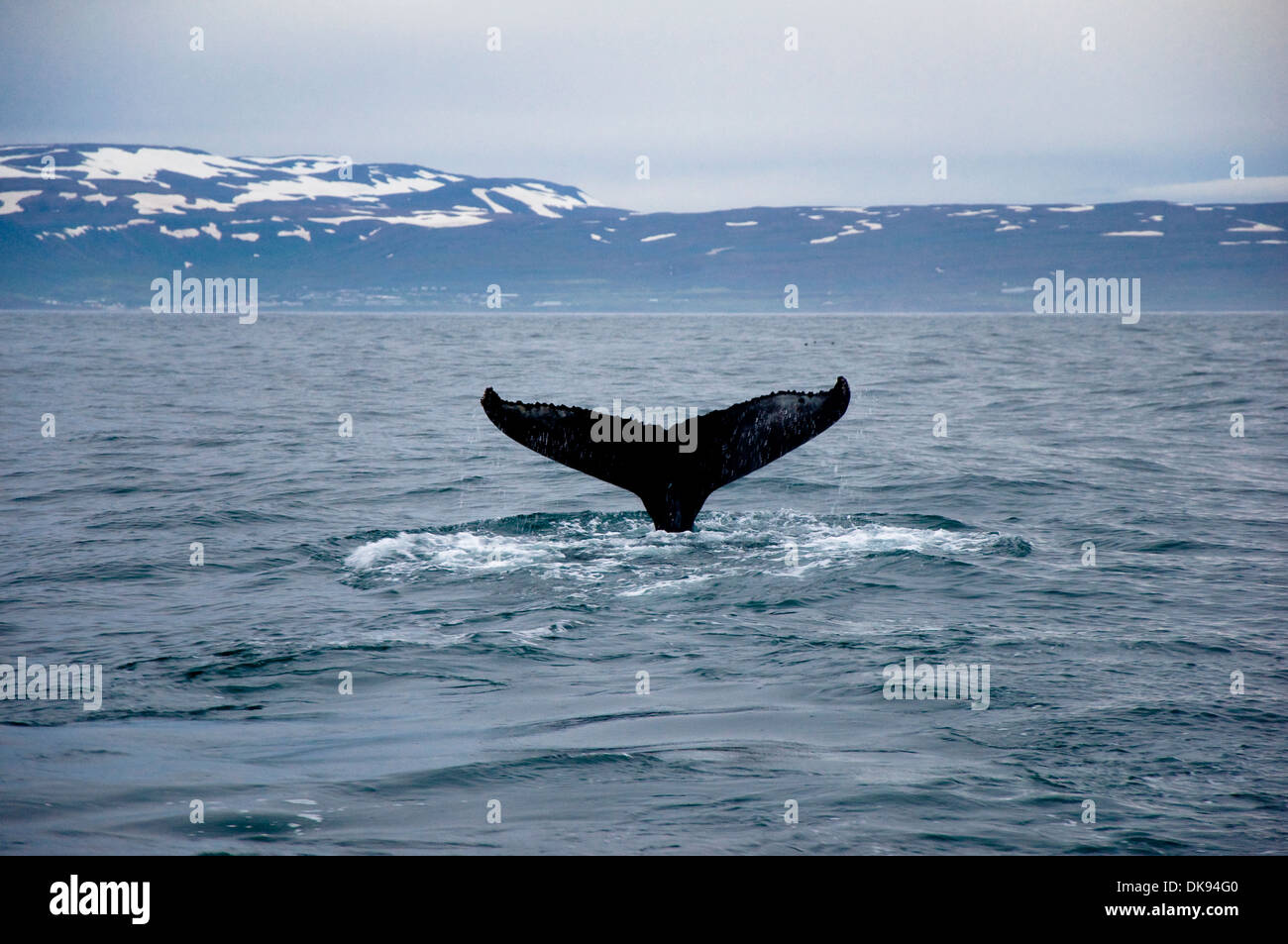Humpback whale, Husavik, Iceland Stock Photo - Alamy