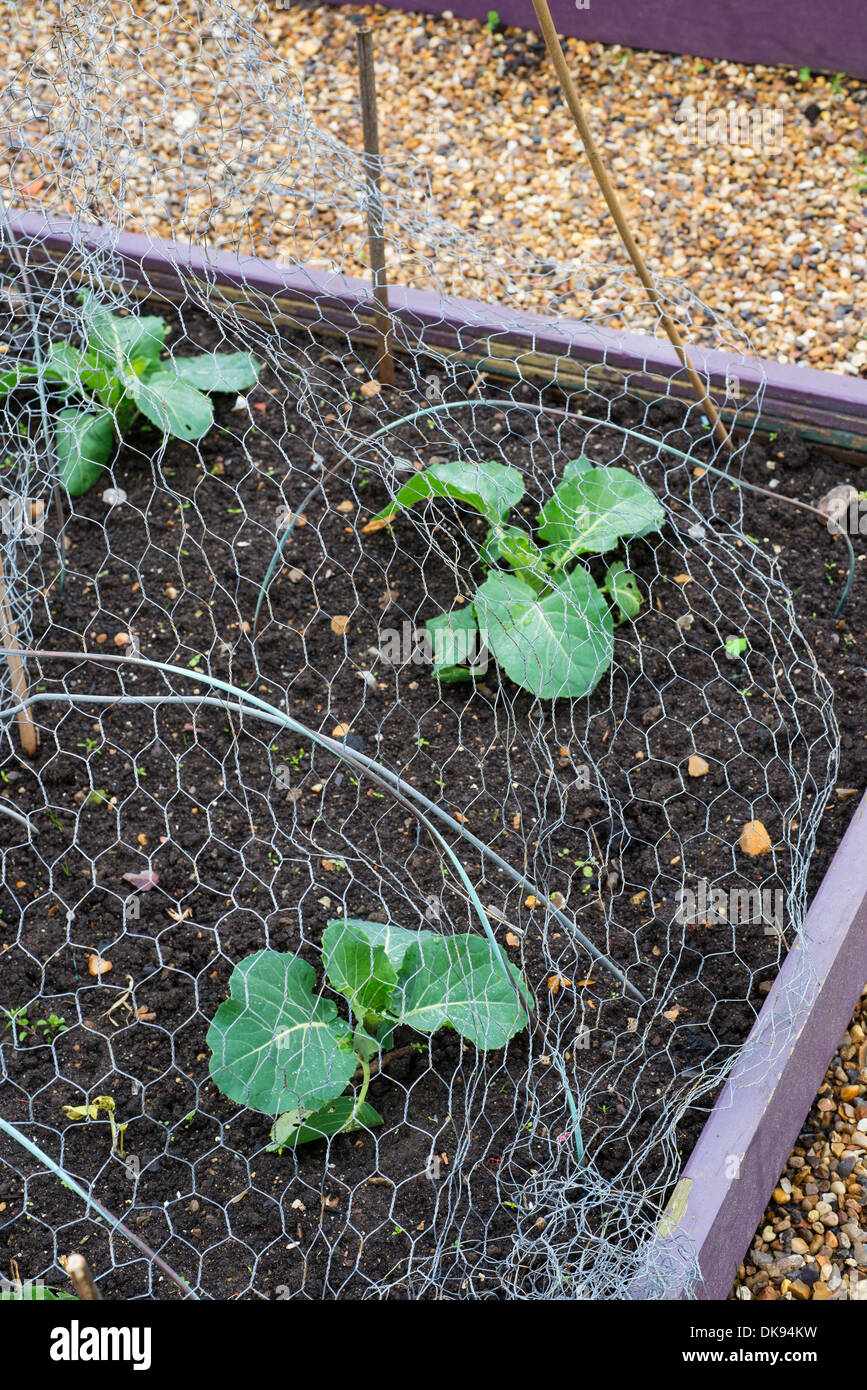 Garden cabbages, 'April', overwintering for use in spring, under wire netting for bird protection. Stock Photo