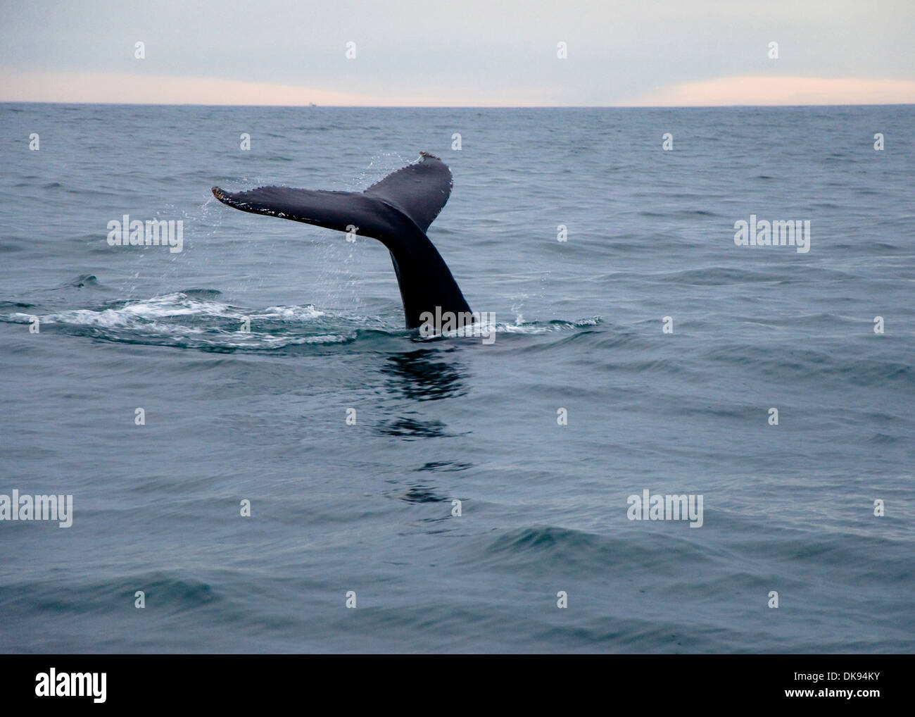 Humpback whale, Husavik, Iceland Stock Photo - Alamy